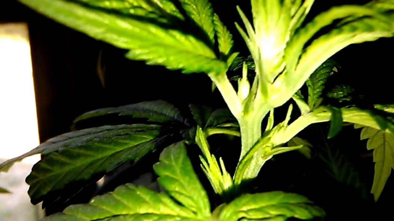 what do hermie marijuana plants look like?