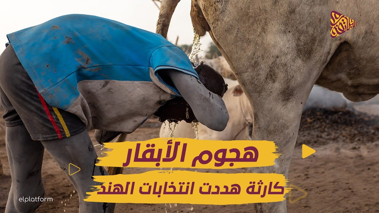 البلاتفورم | هجوم الأبقار المقدسة | الكار.ثة التي هددت الانتخابات الهندية