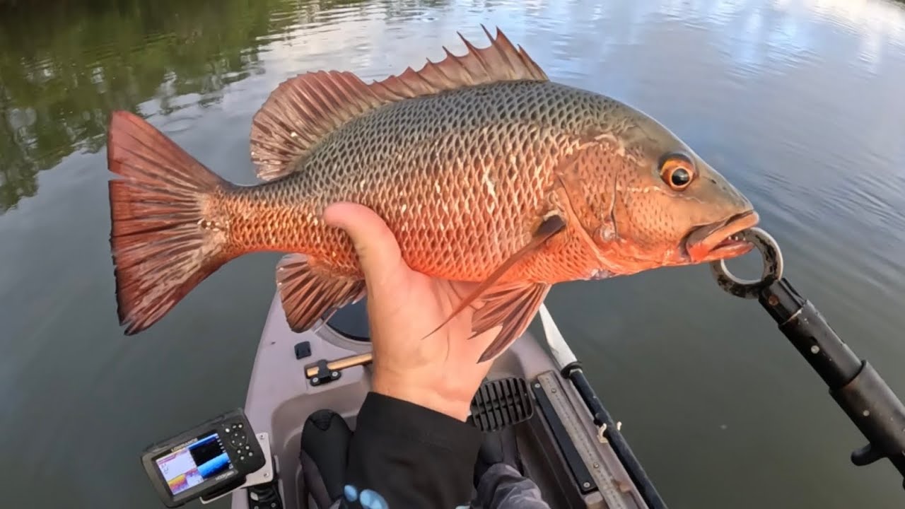 7 Mangrove Jack Session 2/10/26