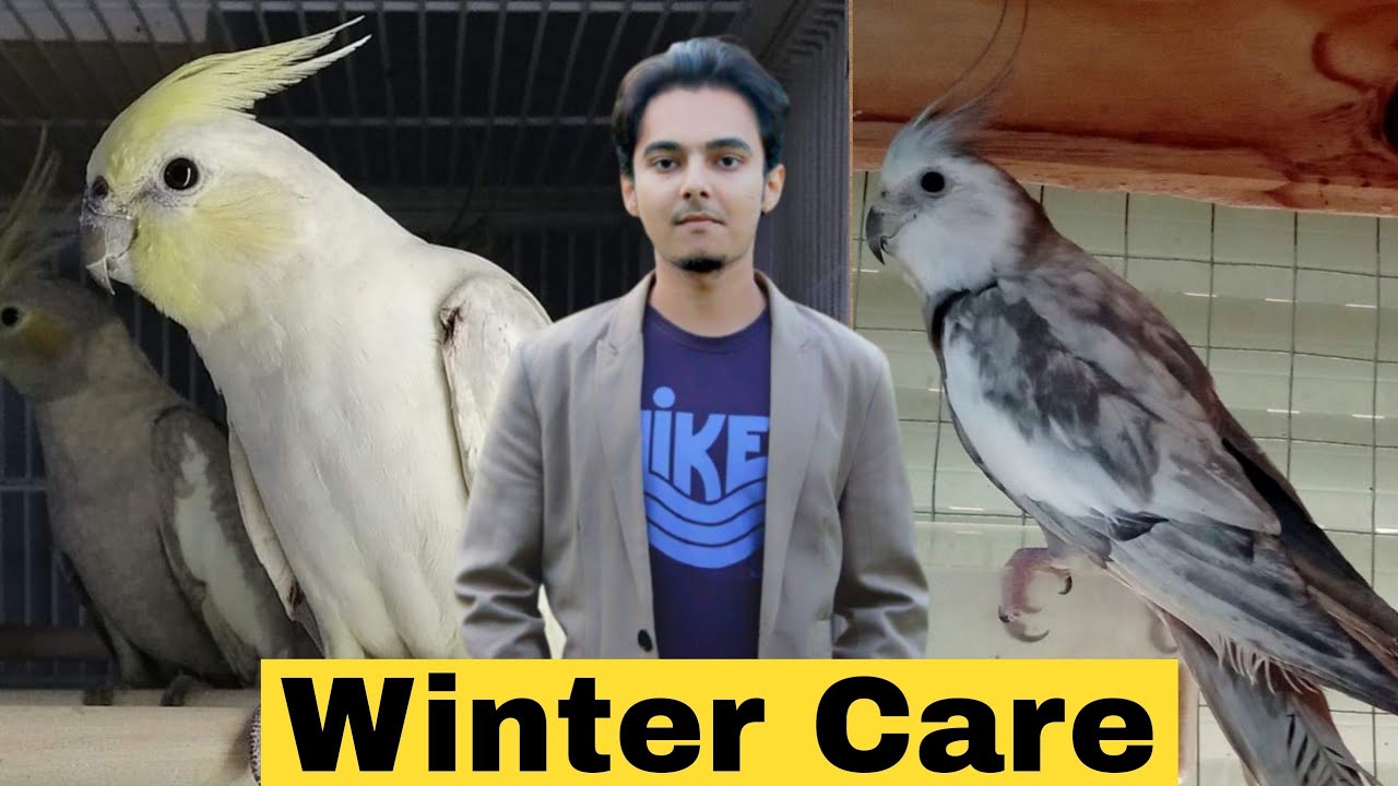 Cockatiel Breeding Solutions PART 124 URDU HINDI | how to breed Cockatiels | AHSAN PETs