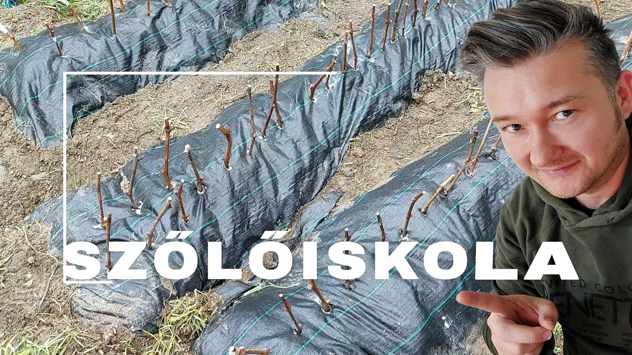 🍇 Szőlőiskola, Áprilisi munkák a szőlőben. Locsolás, etetés. Harmatgyökerezés.