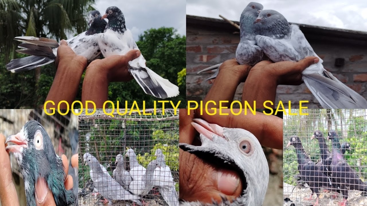 ভালো কোয়ালিটির সারান পুরী ময়না জ্যাক এবং সিলেটি কাসুরি আর এক পিয়ার টেডি সব সেল আছে ধন্যবাদ ।