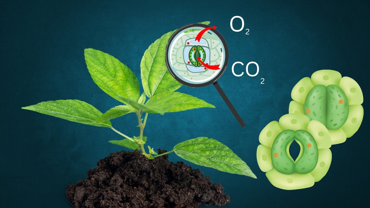 Gaseous Exchange in plants| Gaseous Exchange types| Biology
