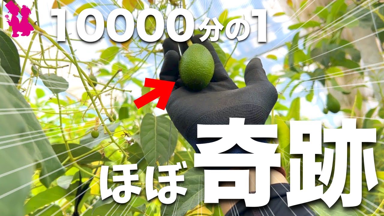 【アボカド】実が成るまでの壮絶な軌跡をプロ農家が解説します