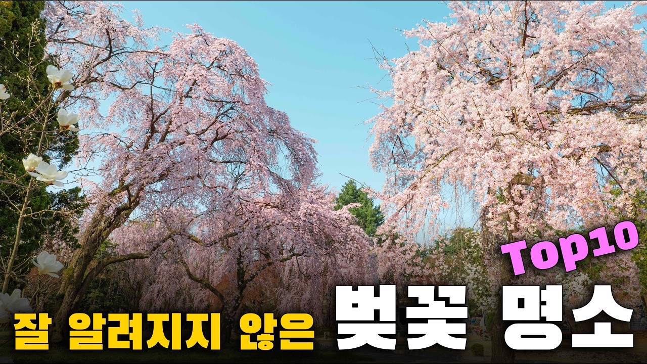 2026년 벚꽃구경은 여기로 가보세요! 한적하게 즐길 수 있는 벚꽃 명소 10곳만 꼽아서 소개해 드리겠습니다. 잘 알려지지 않은 곳에서 벚꽃 여행 해보세요!