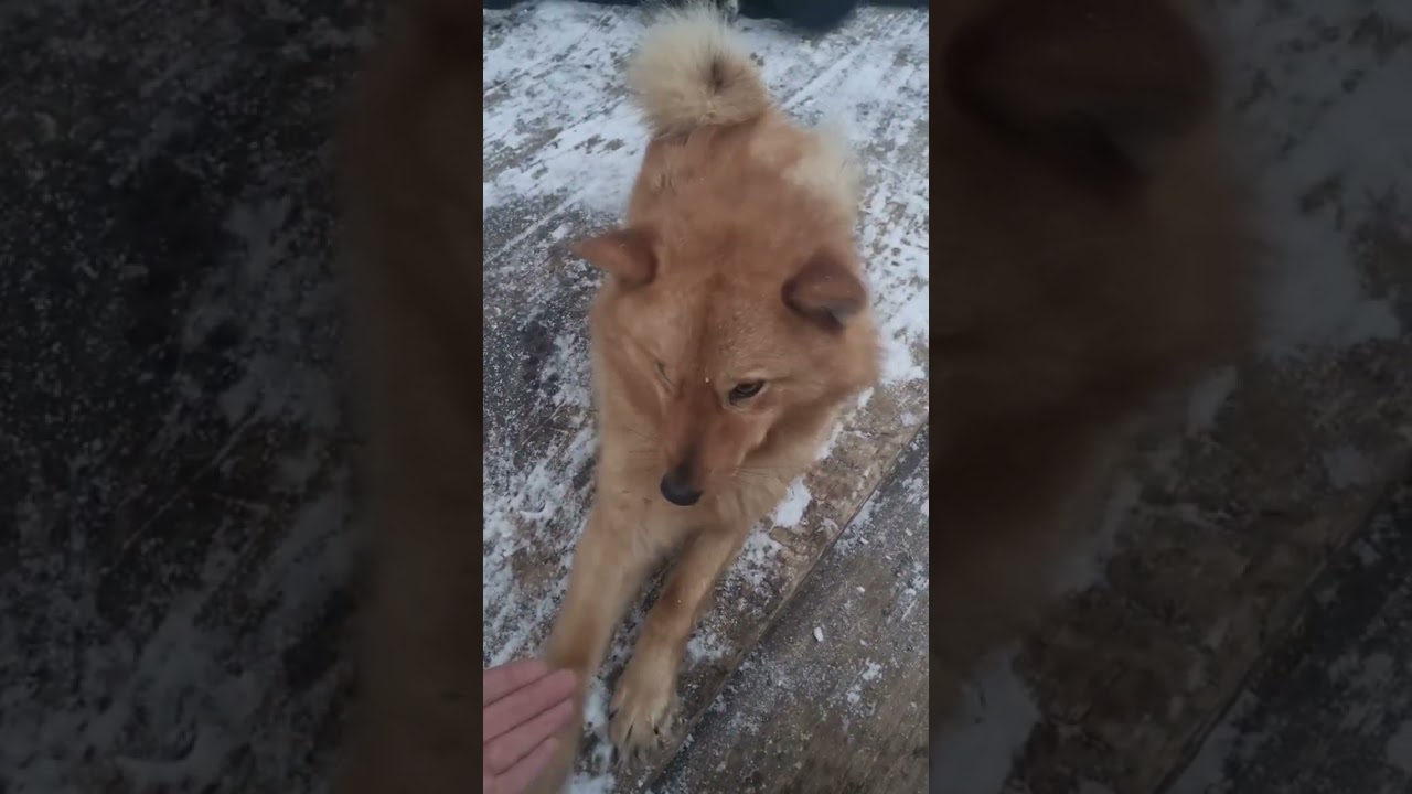 High five/Дай пять. 