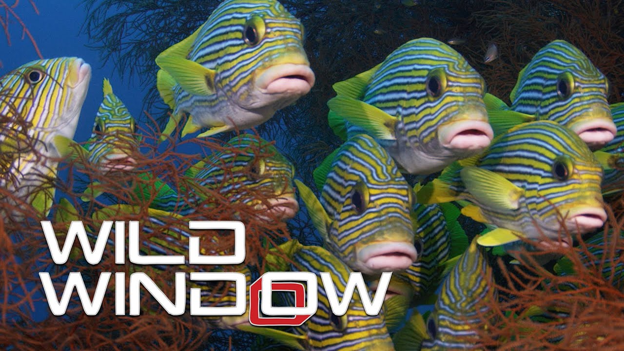 Wild Window: Bejeweled Fishes