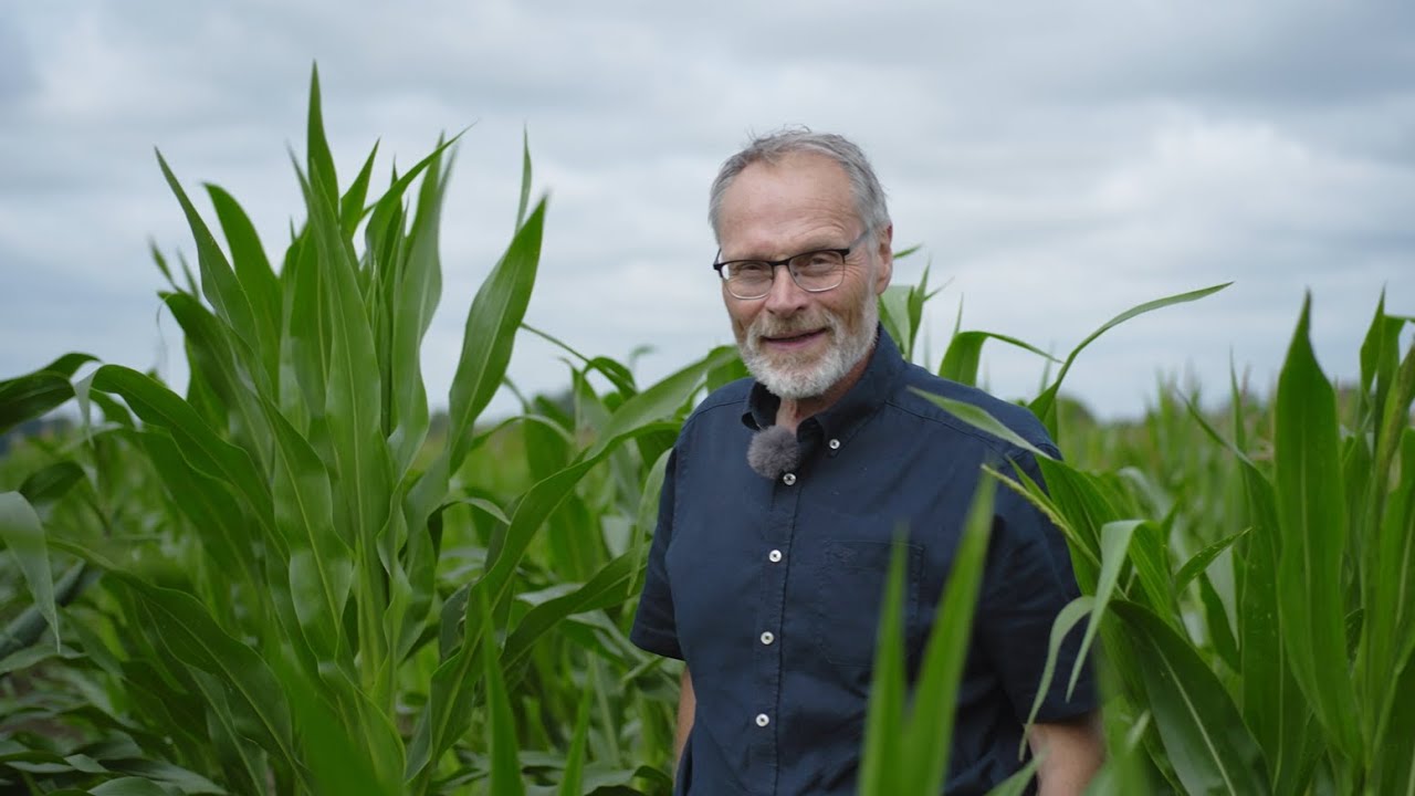Syngenta Seeds | SY Remco - Der Film | Der neue Silo- und Biogasmais mit Extrapower | Mais Züchtung