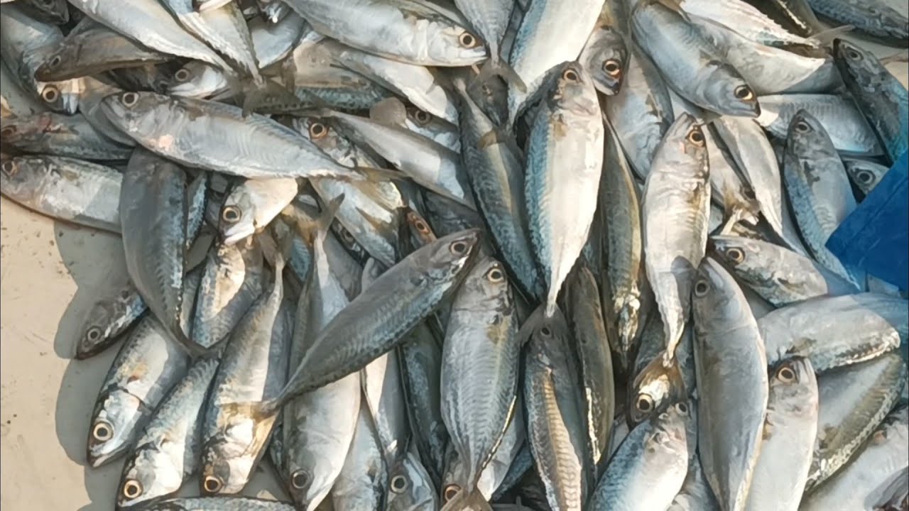 Indian Local Fish Market – Fresh Seafood Near You भारत का लोकल फिश मार्केट  Mumbai Ka Machhli Bazaar