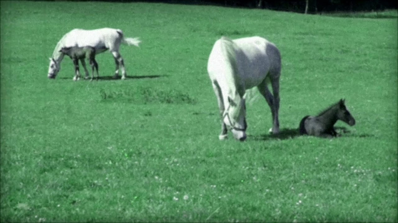 LIPIZZANER FOHLEN . LIPIZZAN FOALS
