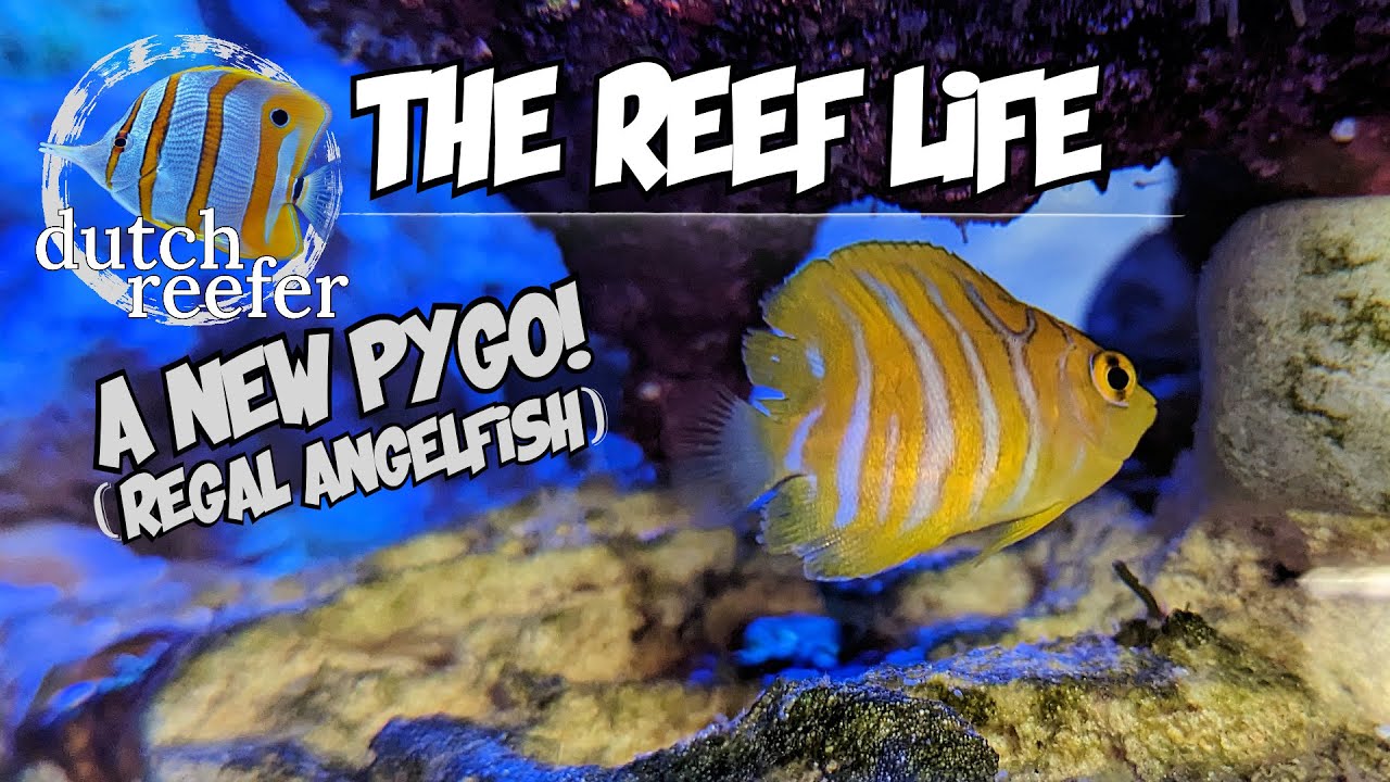 THE REEF LIFE with a new Pygo (Regal Angelfish)
