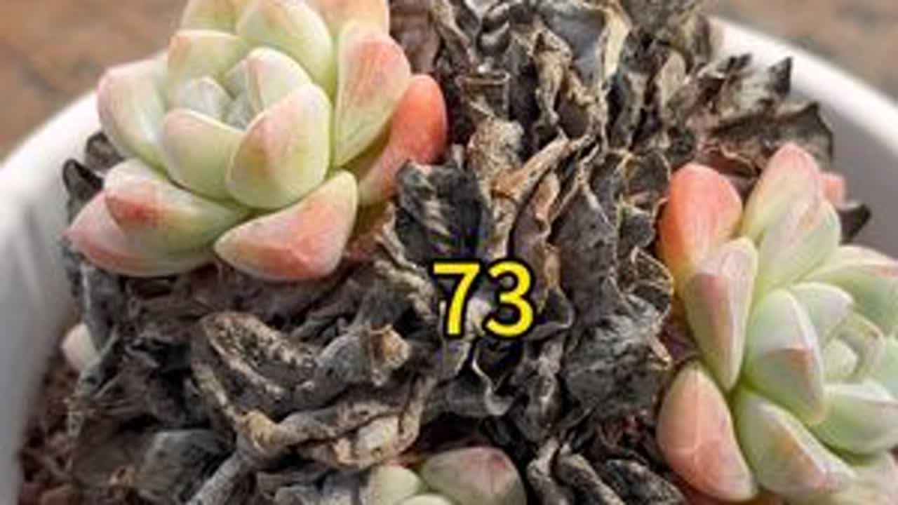 除了生死，都是小事，别为难自己！#多肉植物 #解压 #沉浸式撸枯叶 #冰玉多肉