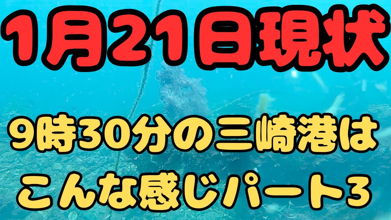 【超人気釣りポイント】　三崎港　超低温冷蔵庫前　現状　水中動画パート3 釣りの参考に