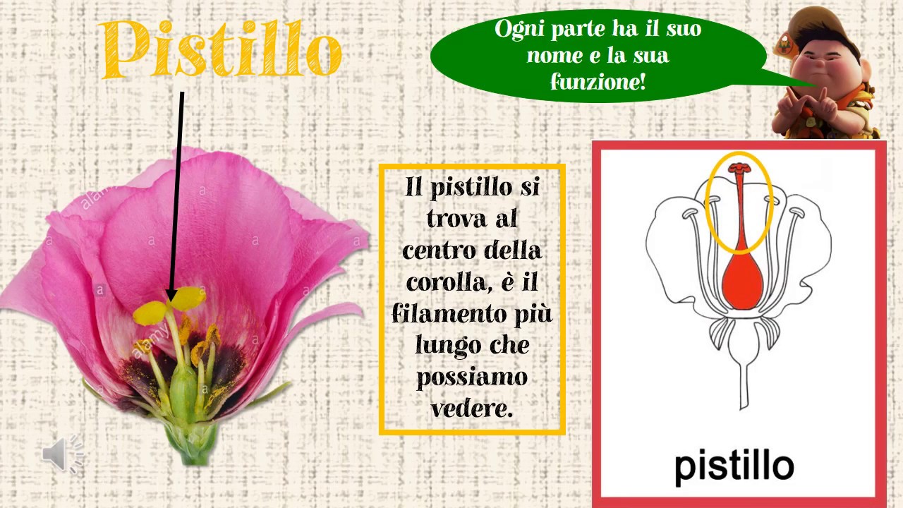 I FIORI