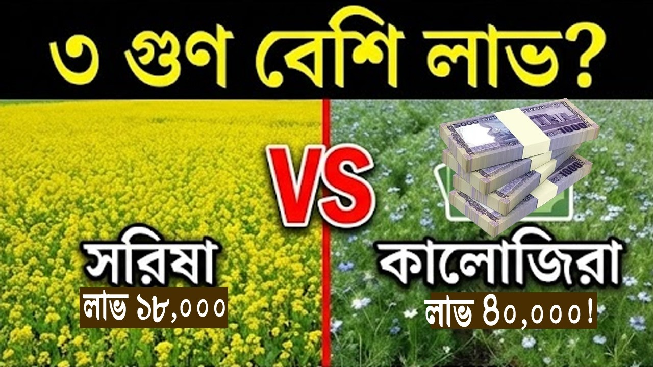 সরিষা নাকি কালোজিরা? বিঘায় ৪০ হাজার টাকা আয়ের গোপন কৌশল জেনে নিন