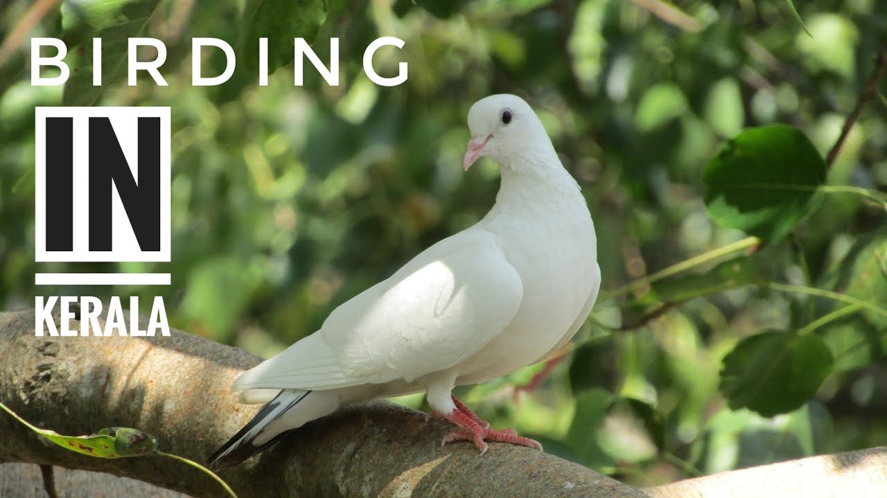 BIRDS OF KERALA | കേരളത്തിലെ പക്ഷികൾ