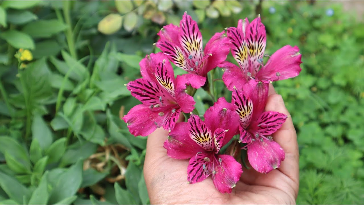 Como germinar semillas de Alstroemeria - Lirio de los Incas - Astromelia - Lirio peruano