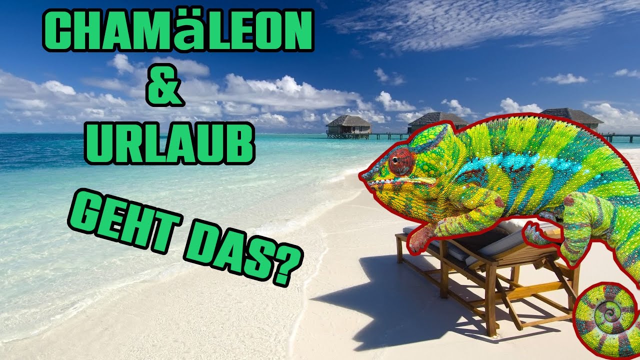 CHAMÄLEON und URLAUB geht das? | Chamäleon Basics