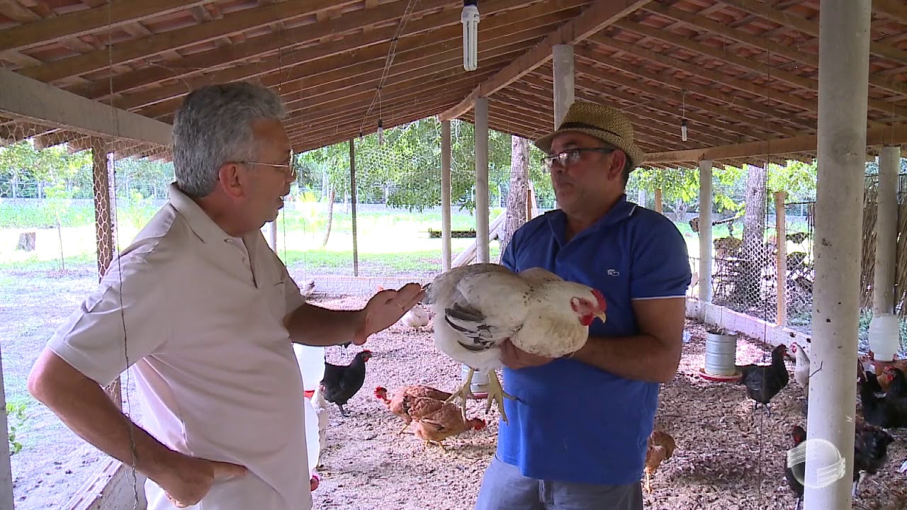 Galinha caipira é bom negócioem pequenas propriedades
