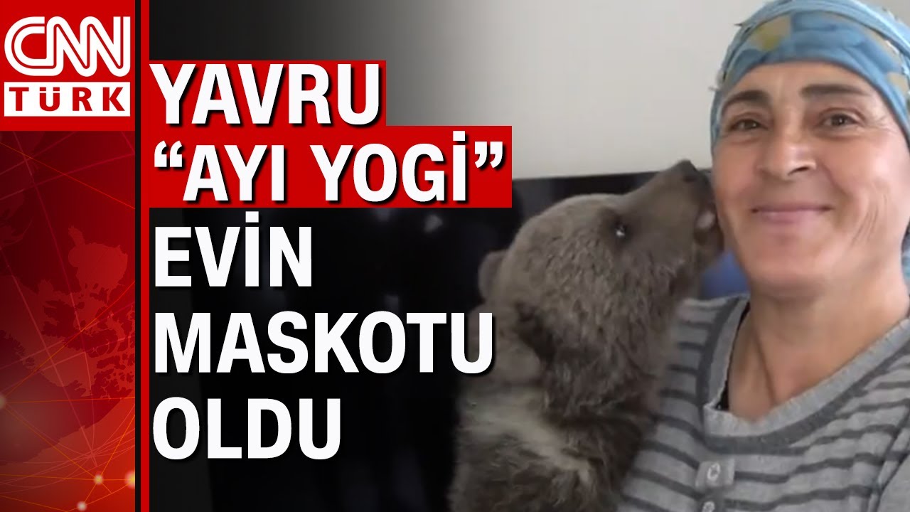 Ormanda bulduğu yavru ayıya bez takıp eve aldı
