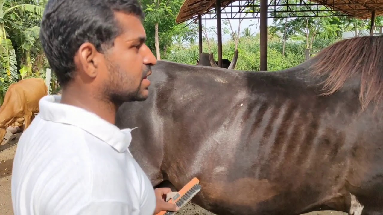 Sathy horse riding Academy training