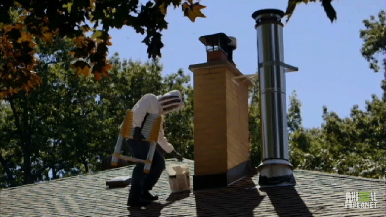 Not-so-Sweet Honey Bee Invasion | Infested!