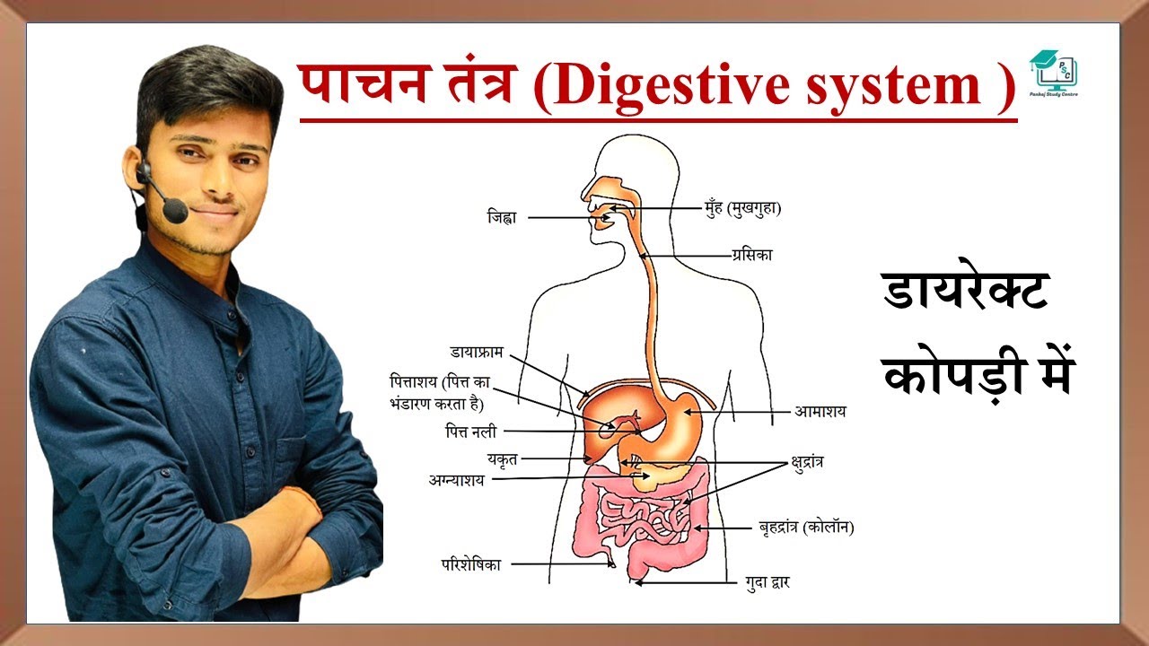 पाचन तंत्र || Digestive system in hindi || pachan tantra class 10th || by pankaj sir