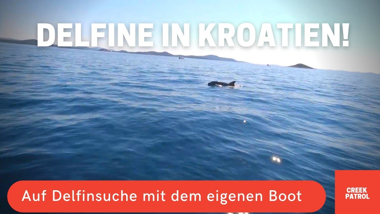 Delfine in Kroatien rund um Murter Betina Tisno