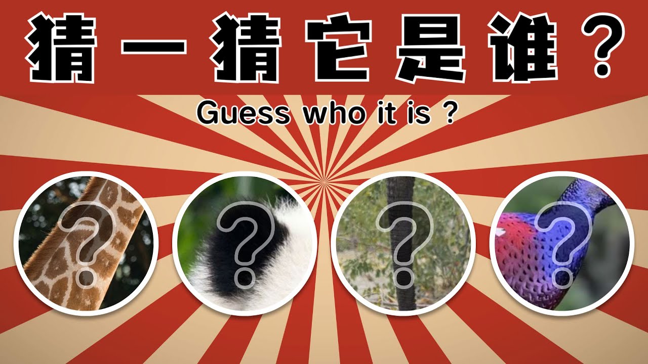 猜猜它是谁｜动物园｜Guess who it is｜Children's Zoo｜Video for kids