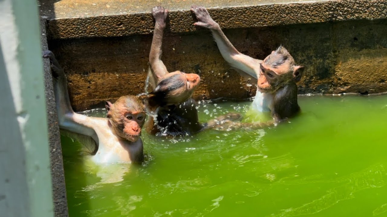 The Adorable Monkeys Swimming Pool.