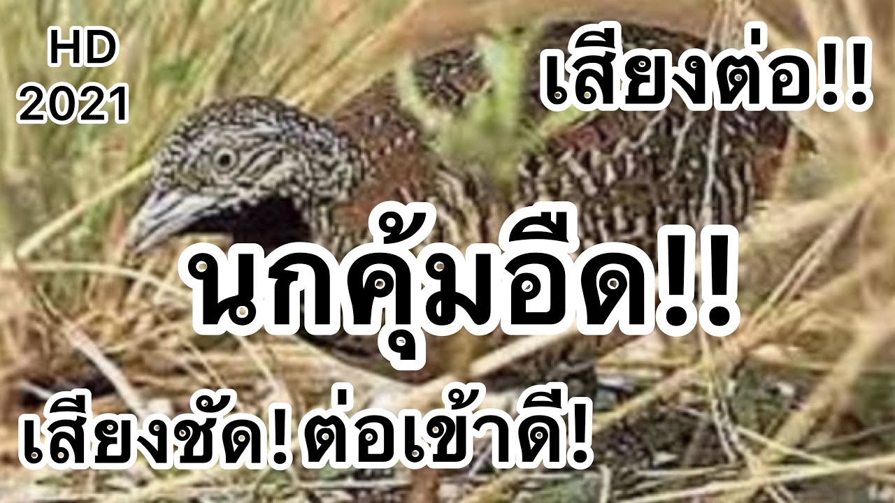 เสียงนกคุ้มอืด!! นกคุ้มตัวผู้!! เสียงต่อ!