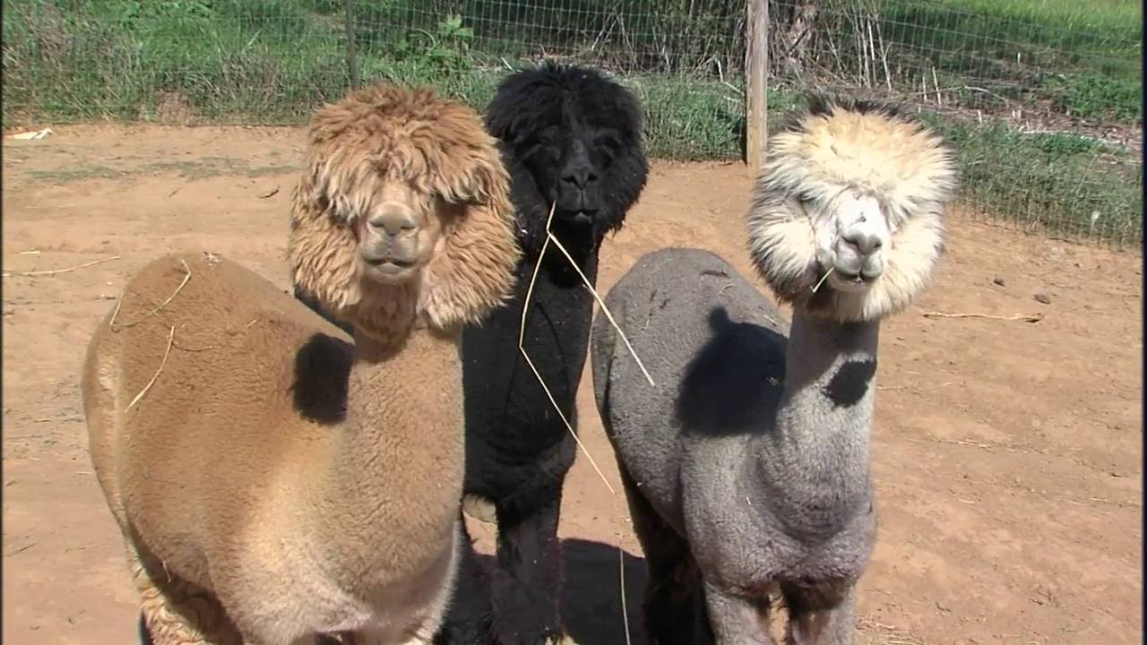 Illinois Stories | Prairie Rose Alpacas I WSEC-TV/PBS Springfield
