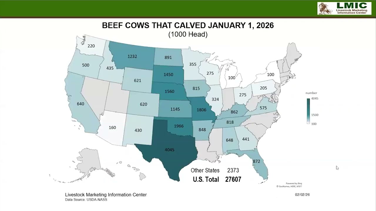 Cattle HQ Live: February - Cattle Market Update