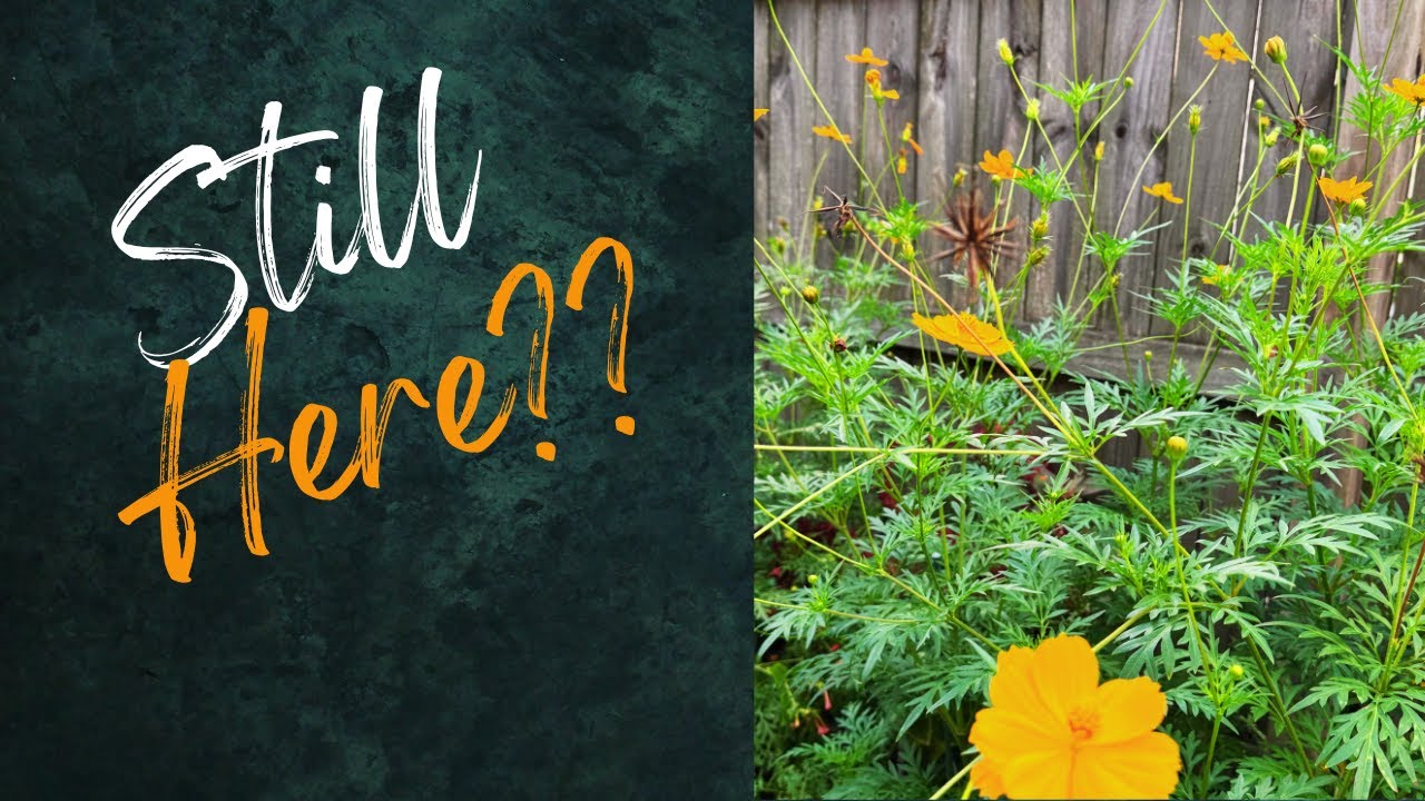 Annual Plants That Think They’re Perennials