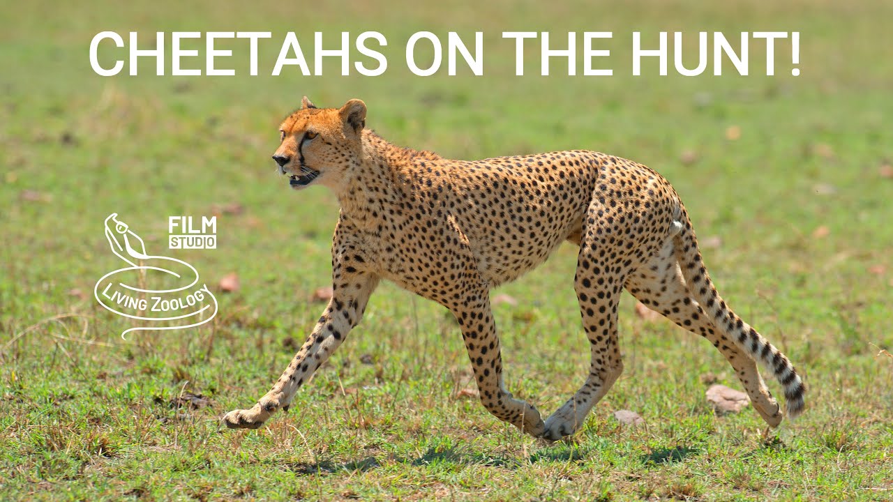 Cheetahs on the hunt, fastest animal in the world, wild cat behavior, Masai Mara safari