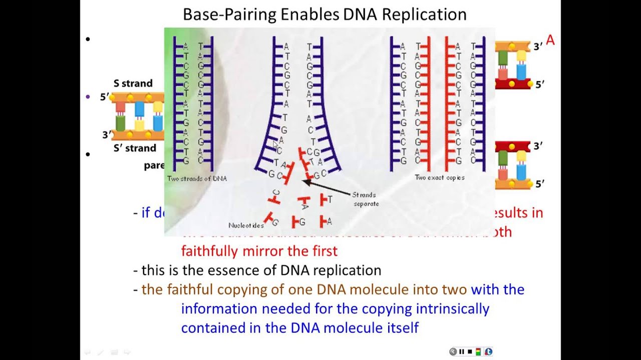 Lecture  3 - DNA Replication (Chapter 6, Part 1)