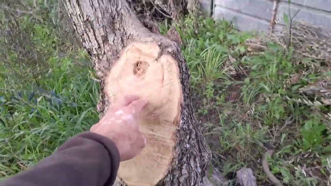 Experimento de poda en olivos de verdeo: menos tijeras más motosierra. ¿Quién ganará?