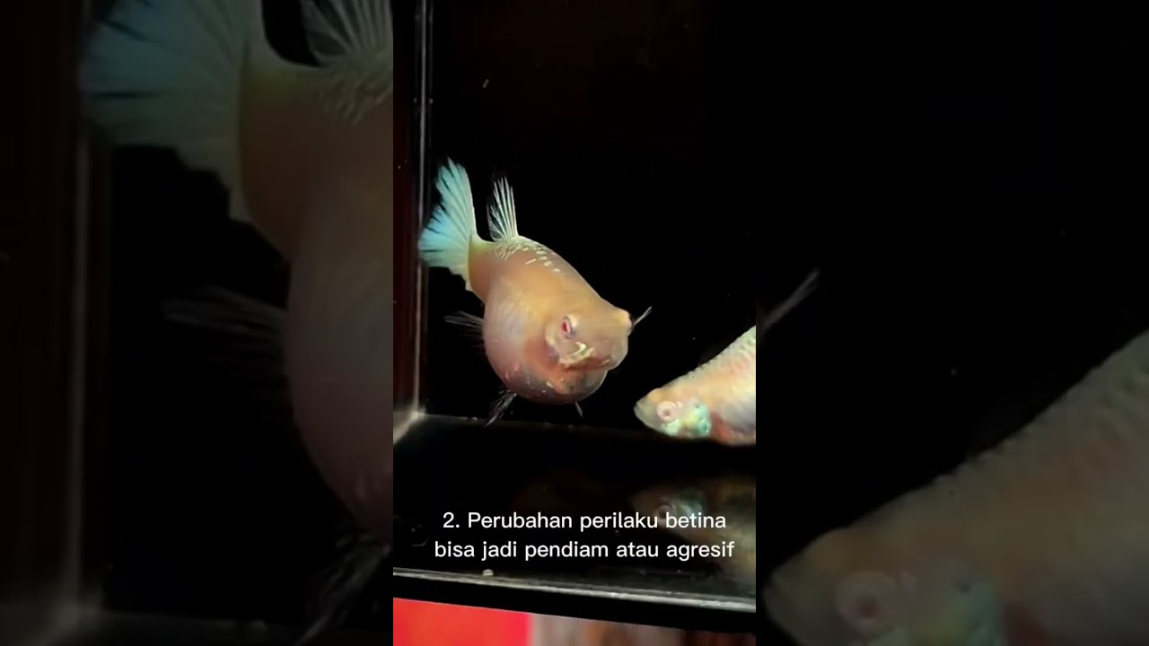 Ciri Ciri Induk Ikan Guppy Akan Melahirkan