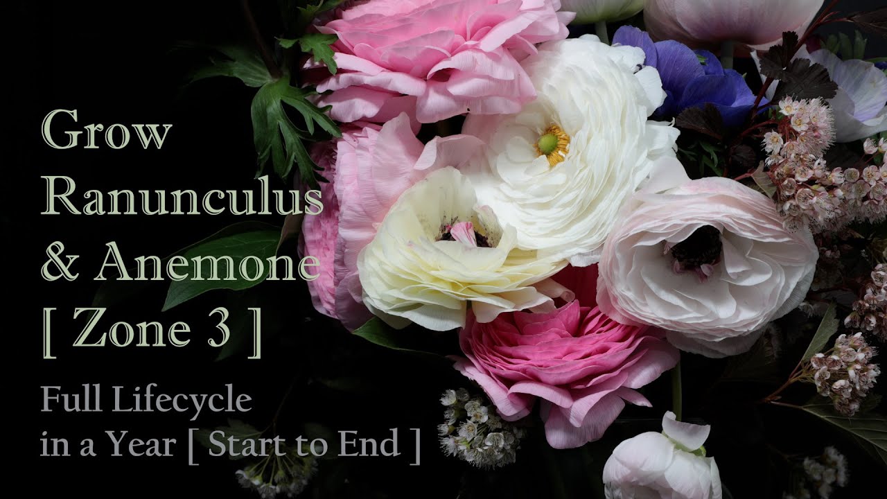 Grow Ranunculus and Anemone, Full Year Process in 20 mins, Pre-sprouting, Harvest and Save the Corms