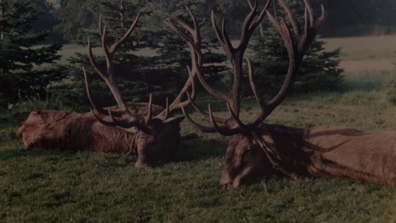 Kanizsa TV Híradó - Agancsok