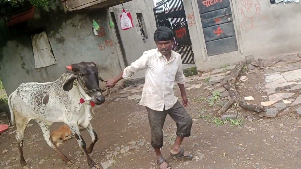 मस्त गावठी कॉमेडी शेतकरी माणूस