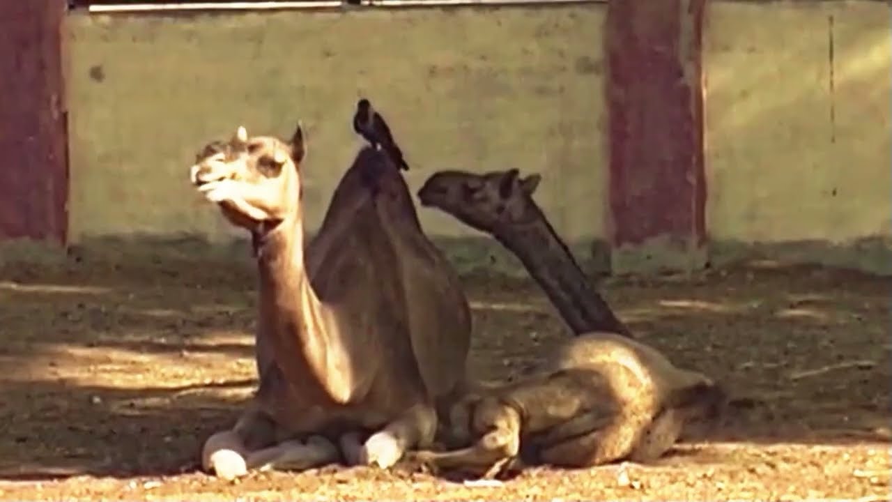 Jaipur - Bikaner  Kamelzucht (Dromedar) Farm