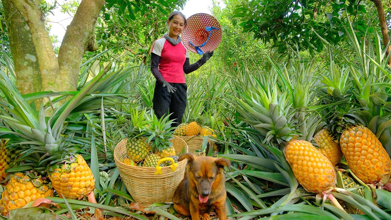 Full Video: Harvesting Ripe Pineapple Goes To Market Sell  | Harvest, Farm, | Tieu Lien