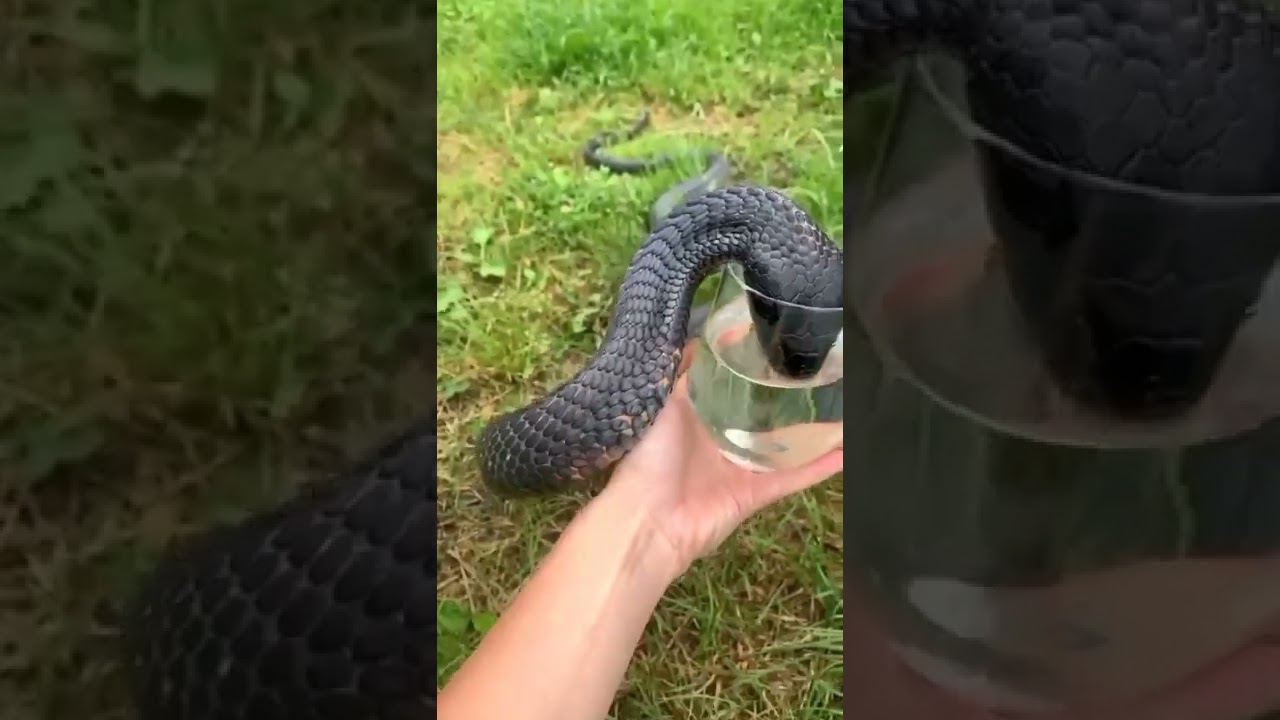 New Snake Instagram Trending reel🥰 | Viral reel 🔥| #shorts #instagram #reels #trending #viralvideo