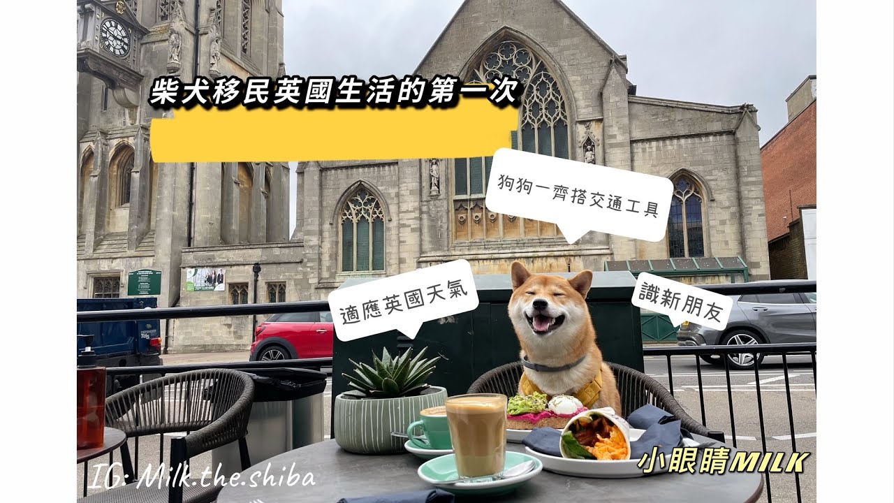 [Shiba MILK in UK] 柴犬移民英國生活的第一次🐶 英國人唔識柴犬? 狗狗一齊搭倫敦交通工具? 適應英國天氣 🐶 倫敦唐人街飲茶 🐶