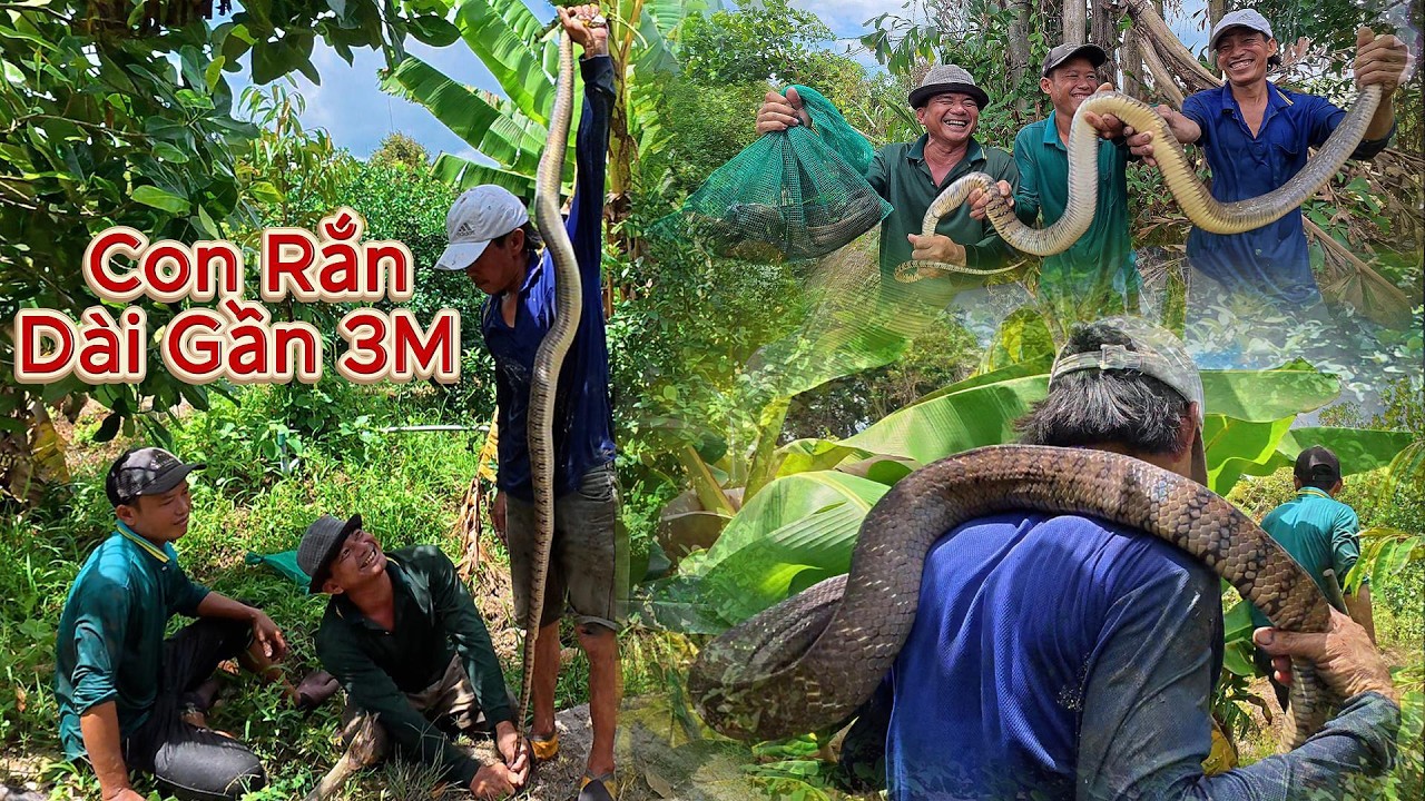 Con Rắn D&agrave;i Gần 3m Cặp M&eacute; Vườn Hoang | Gấc Qu&ecirc;