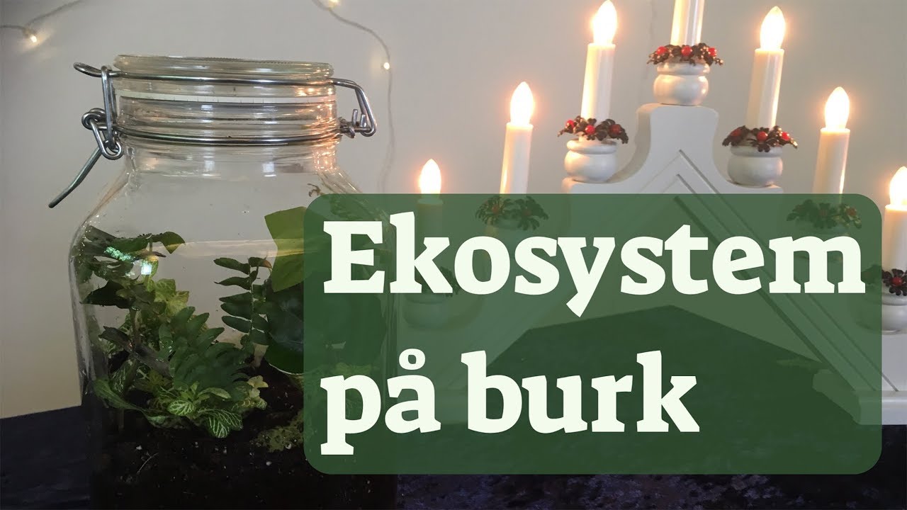 11 Ekosystem på burk - LTH:s julkalender 2018