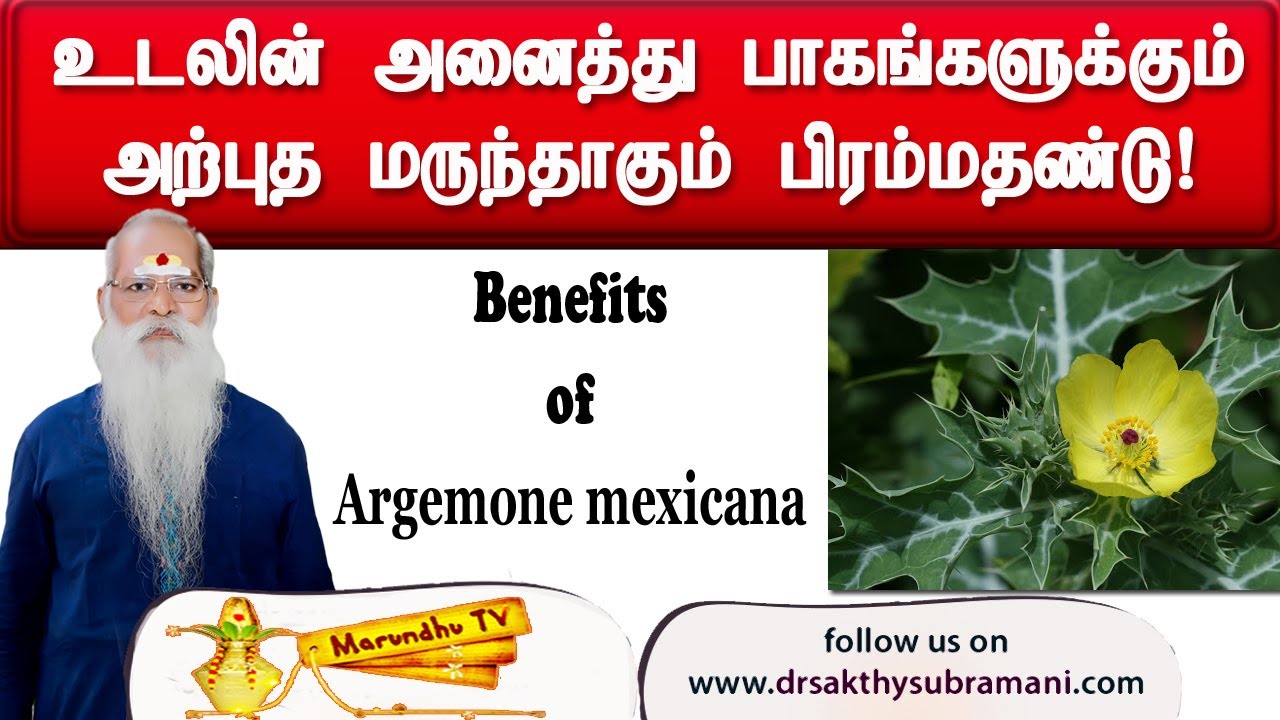 உடலின் அனைத்து பாகங்களுக்கும் அற்புத மருந்தாகும் பிரம்மதண்டு!