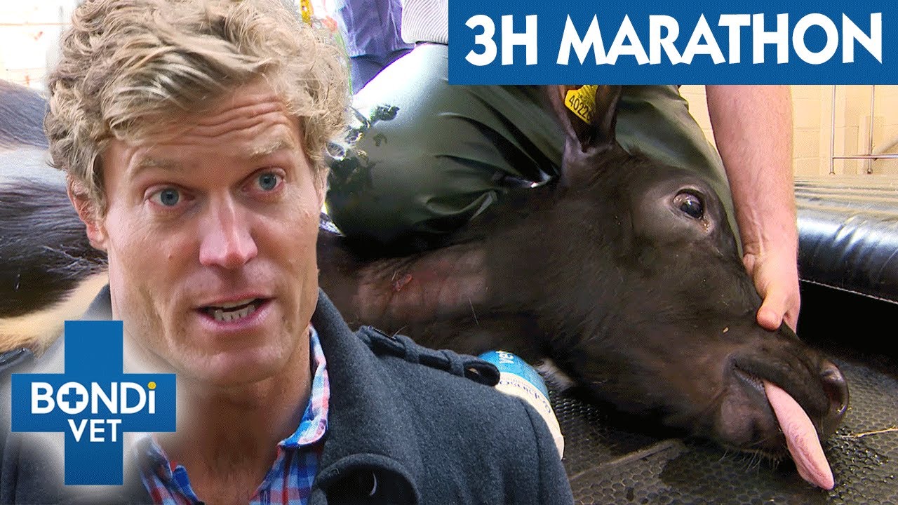 3 Hours Of Bondi Vet: Life-Saving Surgeries on Animals, Big and Small