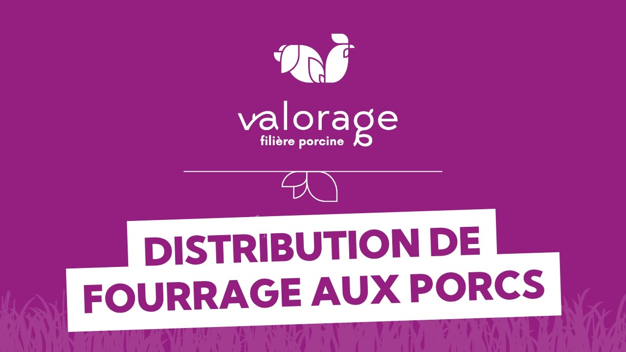 VALORAGE - Filière porcine - Distribution de fourrage aux porcs